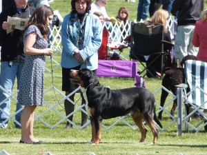 Swissy or Doberman? Oscar Use The Doberman Stare To Win Best of Breed