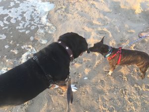 Oscar The Swissy Meets His Dewey Beach Friends