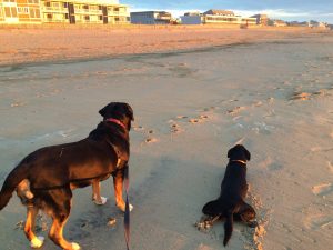 Swissy and Puppy on Dewey Beach
